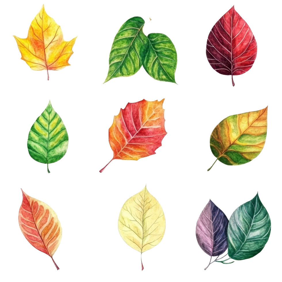 A vibrant collection of watercolor leaves in various colors showcasing the beauty of nature isolated on a transparent background, beef on leaves top view isolated on transparent background png