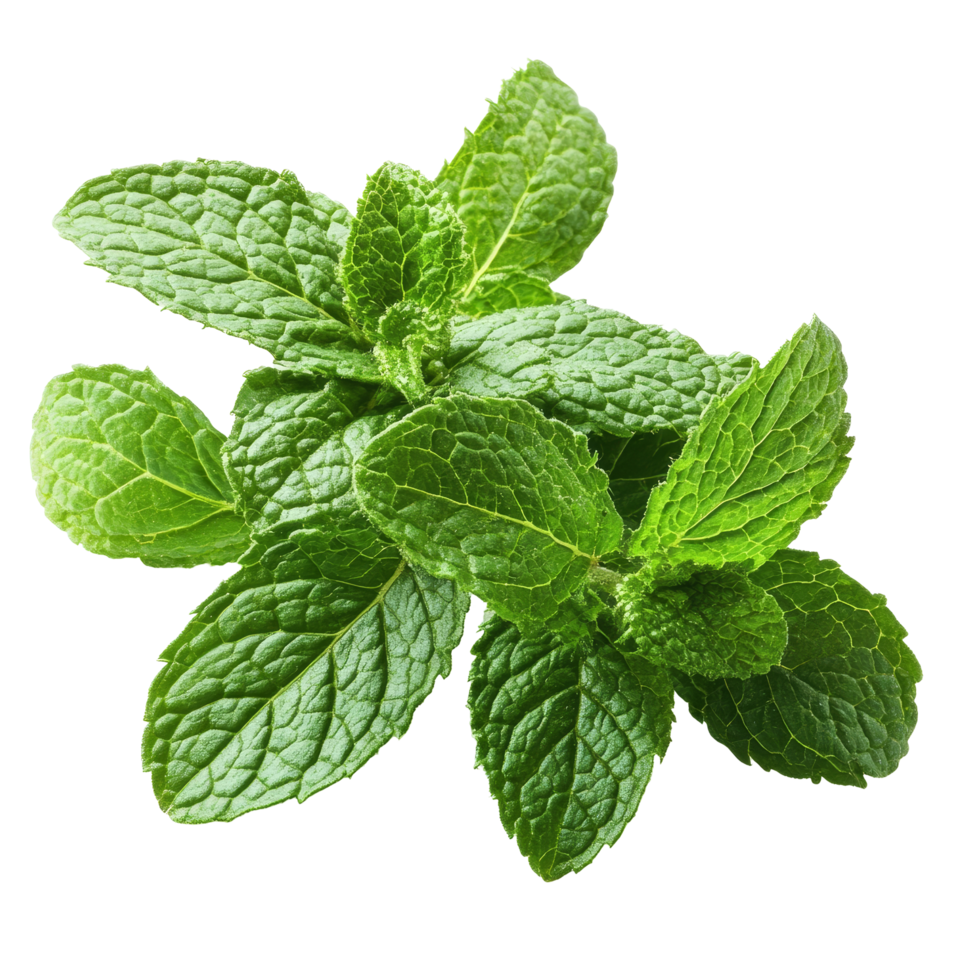 Fresh mint leaves herb isolated on a clean transparent background for culinary use and herbal remedies, mint leaf herb isolated on transparent background png