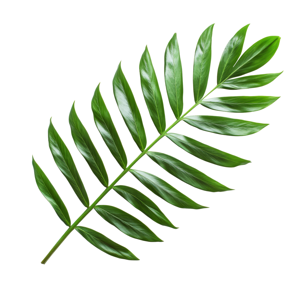 Isolated green palm leaf on a transparent background showcasing its natural texture and vibrant foliage in a minimalist style, green palm leaf isolated on transparent backgroundfile png