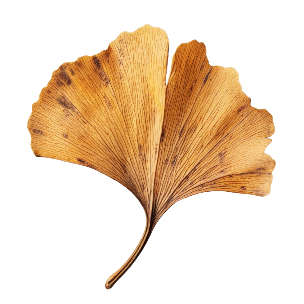 Dry ginkgo biloba leaf displayed against a clean transparent background highlighting its unique shape and texture, Dry ginkgo biloba plant leaf on a transparent background png
