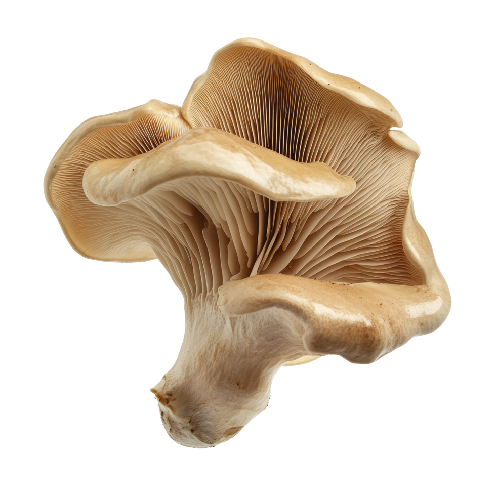 Jews Ear Mushroom isolated on a clean transparent background showcasing its unique shape and texture, Jews Ear Mushroom isolated on transparent background png