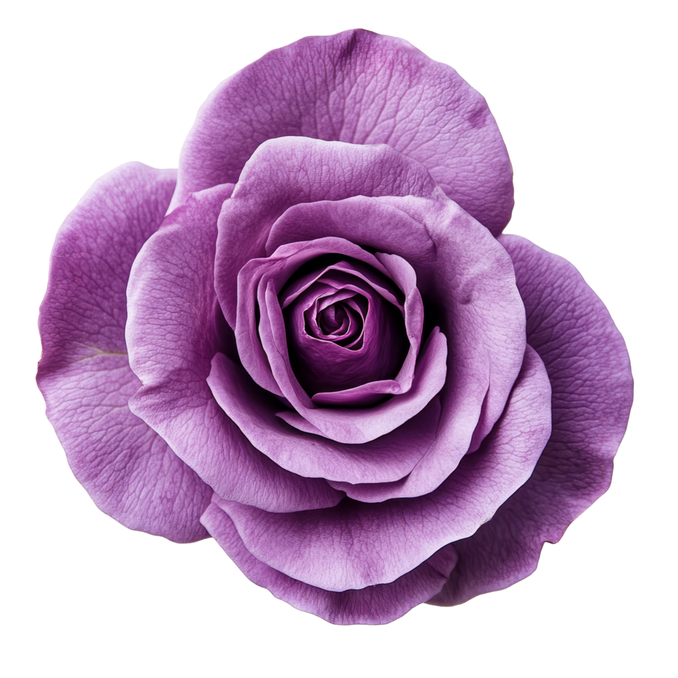 Violet rose flower with intricate petals isolated against a clean transparent background, single petal violet rose flower isolated on transparent background or transparent backgroud png