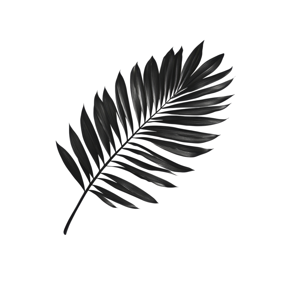 Elegant black palm leaf resting on a clean transparent background in a minimalist style, Black leaf of palm tree on transparent backgroundfile png
