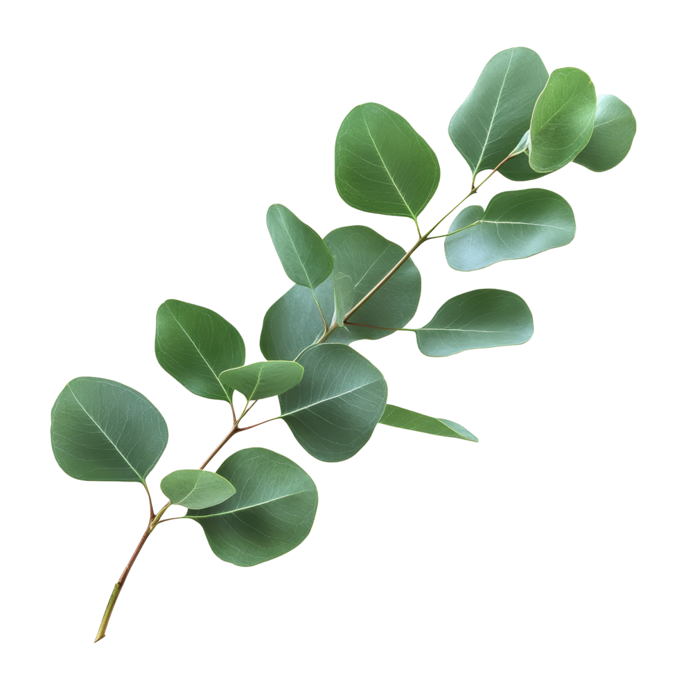 Eucalyptus branch with vibrant green leaves isolated on a clean transparent background for natural botanical design, eucaliptus branch with leaves isolated transparent background png