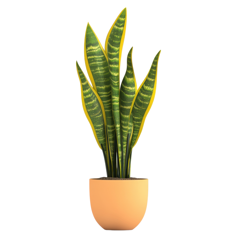 Elegant snake plant in modern pot brings a touch of green to any Transparent background decor, snake plant in pot isolated on background png