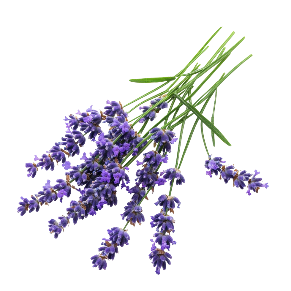 Lavender bouquet isolated on a Transparent background showcasing vibrant purple blossoms and green stems, Lavender isolated background png