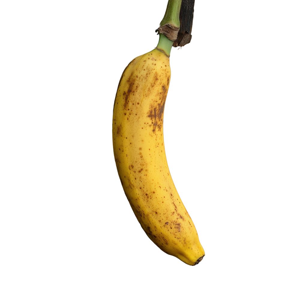 Individual ripe banana hanging from a tropical plant in a lush garden setting, Individual banana png