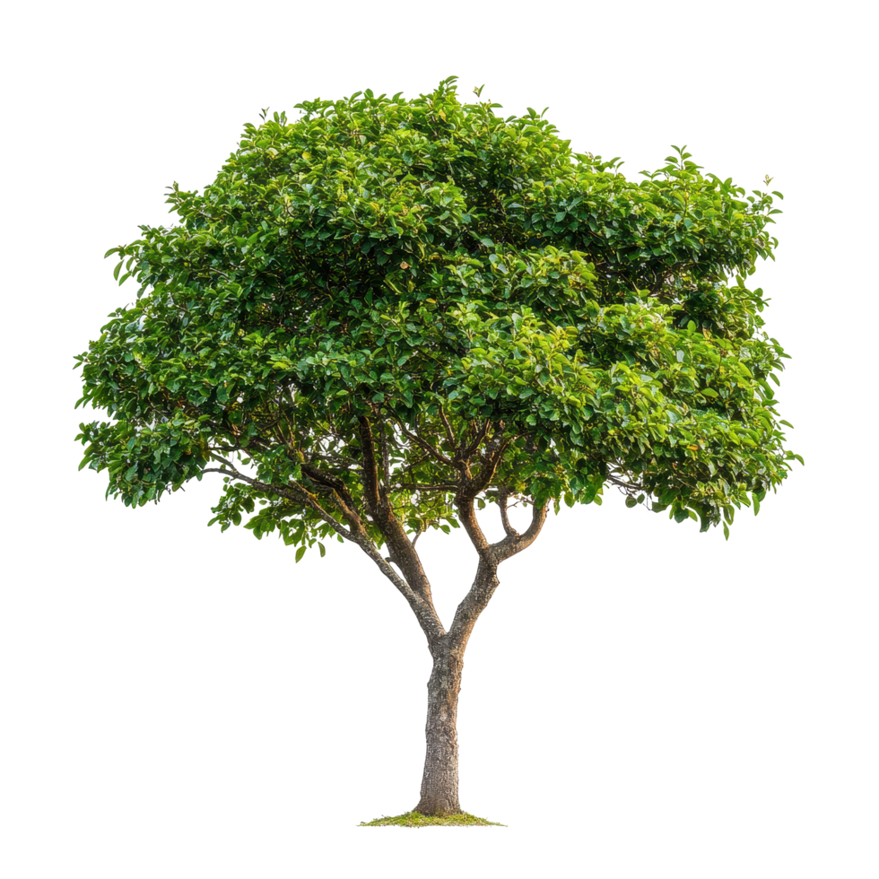 Green tree standing tall isolated on Transparent background showcasing its lush foliage and unique shape, Tree isolated on background png