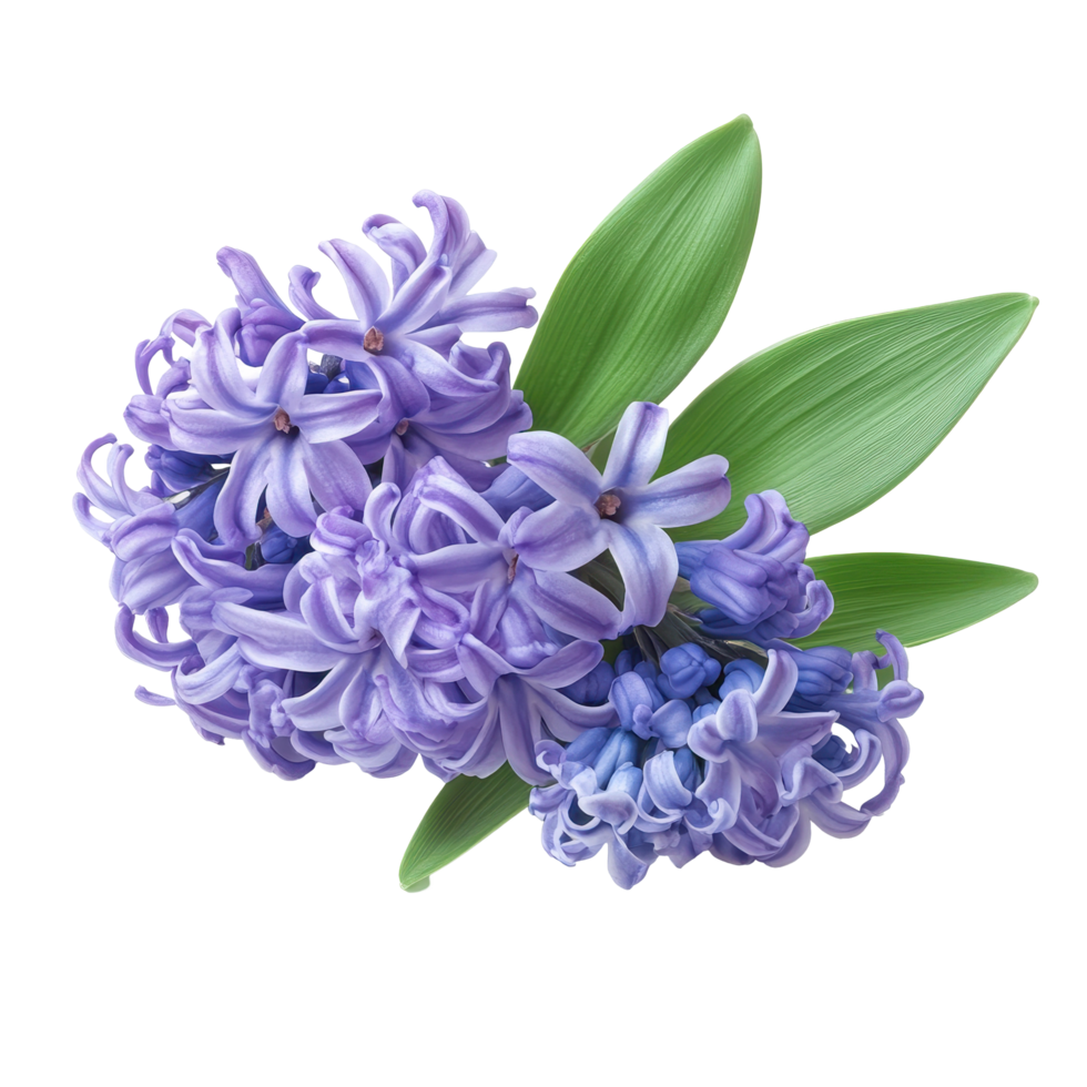 Beautiful hyacinth flowers in shades of purple with vibrant green leaves isolated against a white background, hyacinth flowers isolated on white background png
