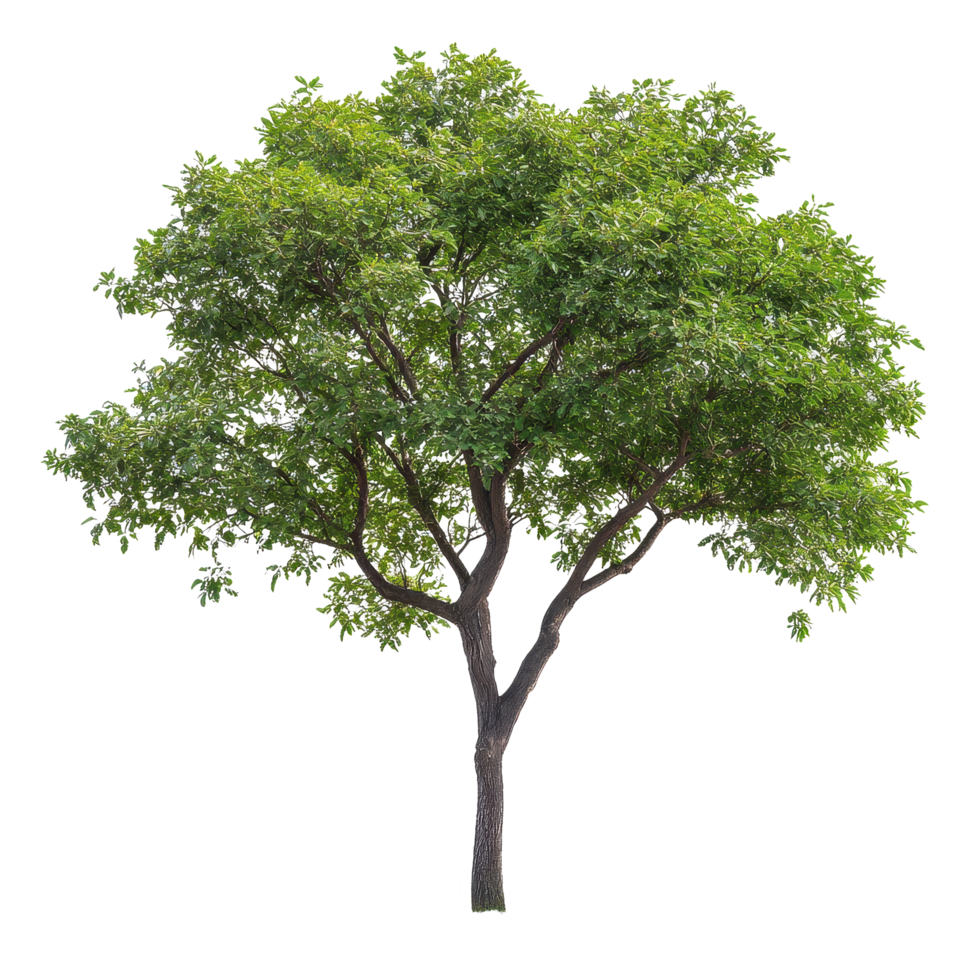 Isolated green tree on Transparent background with lush foliage and contrasting texture highlighting natural beauty, Isolated image branch with leaves big tree on background png