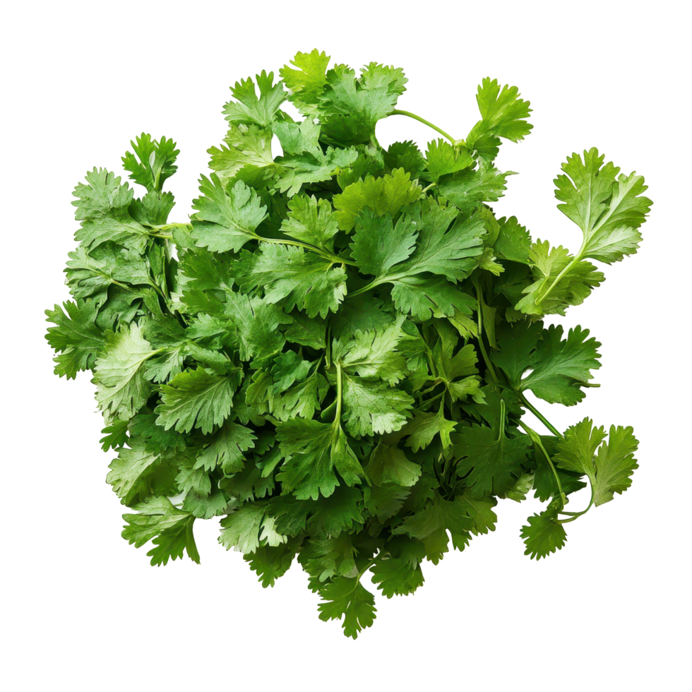 Fresh green coriander leaves isolated on white background for culinary use and garnishing, Green coriander leaves closeup, isolation on white background png
