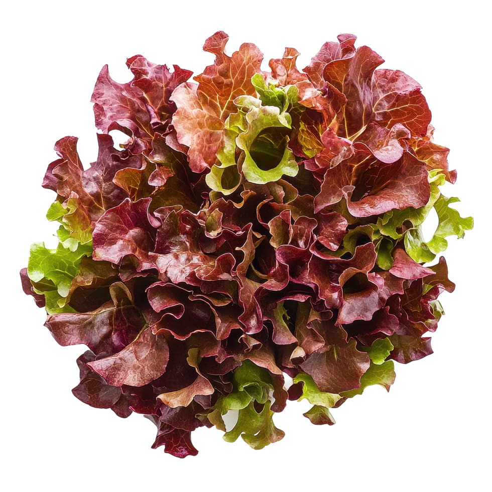 Fresh red oak lettuce on bright Transparent background showcasing vibrant colors and crisp texture, Red oak lettuce on background png