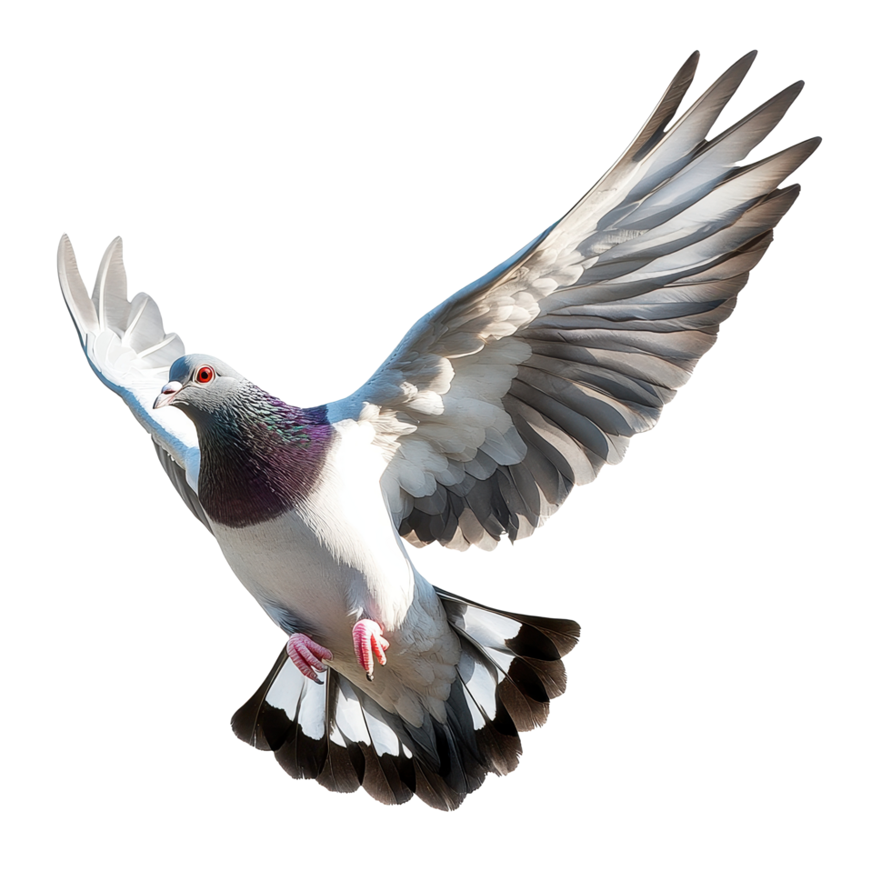 Flying pigeon captured in motion against a bright white background, Flying pigeon isolated on white background png