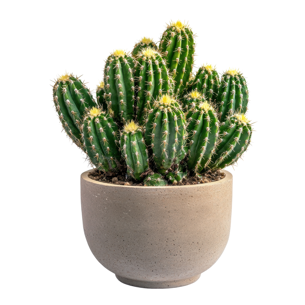 Unique cactus arrangement in a modern container enhances any indoor space, of cactus on container isolated on Transparent background png