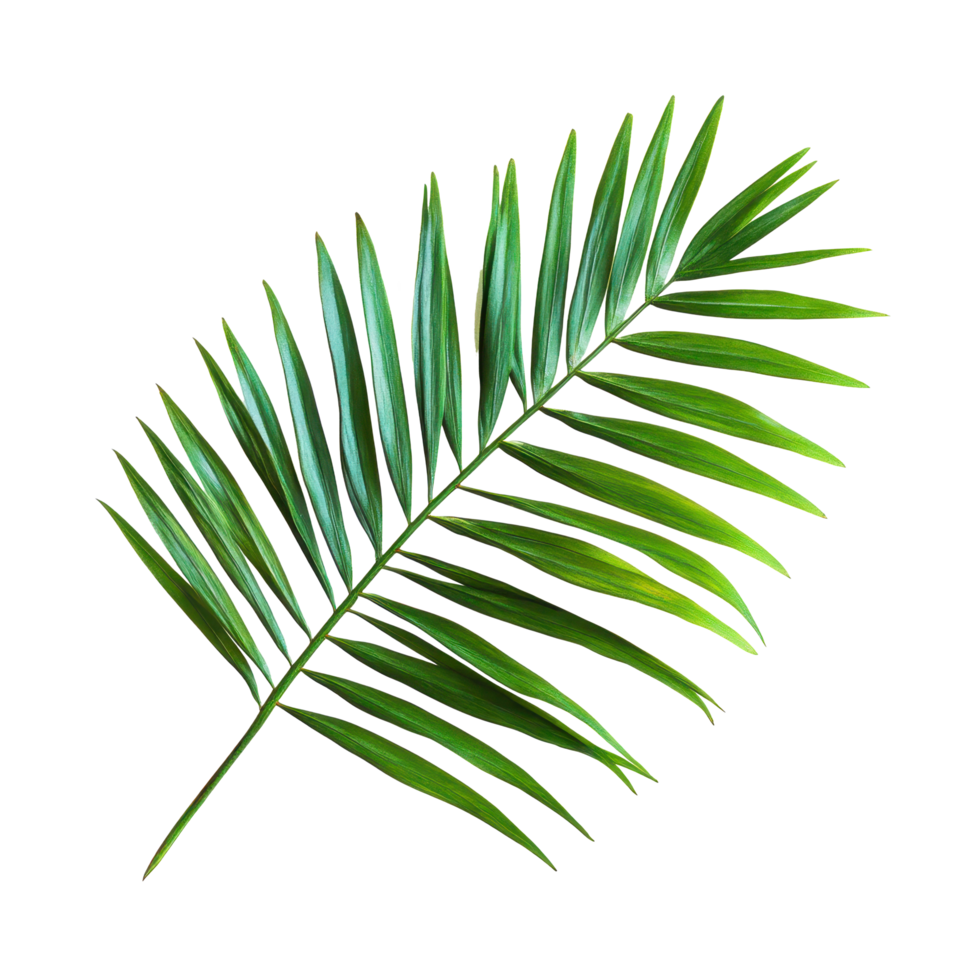 Green palm tree leaf isolated on white background showcasing natural beauty and intricate details of tropical foliage, Green palm tree leaf isolated on white background png
