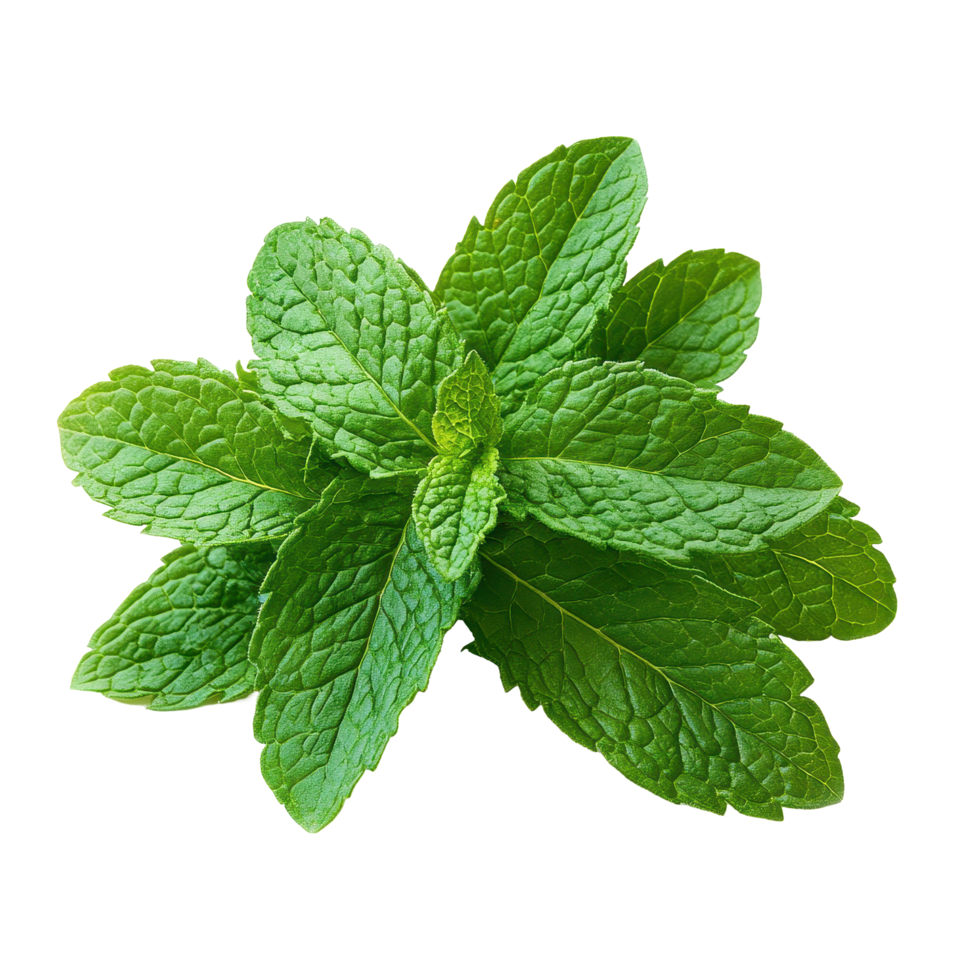 Fresh mint leaves isolated on a Transparent background perfect for culinary use and herbal remedies, Mint leaves or peppermint plant isolated on background png