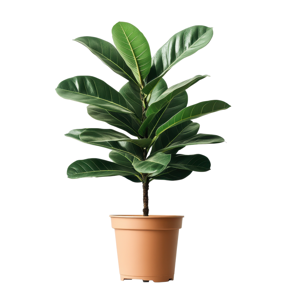 Beautiful leafy plant in a terracotta pot showcasing vibrant green foliage in a bright indoor setting, Isolated image a beautiful leafy plant in a pot on a white background file on white background png