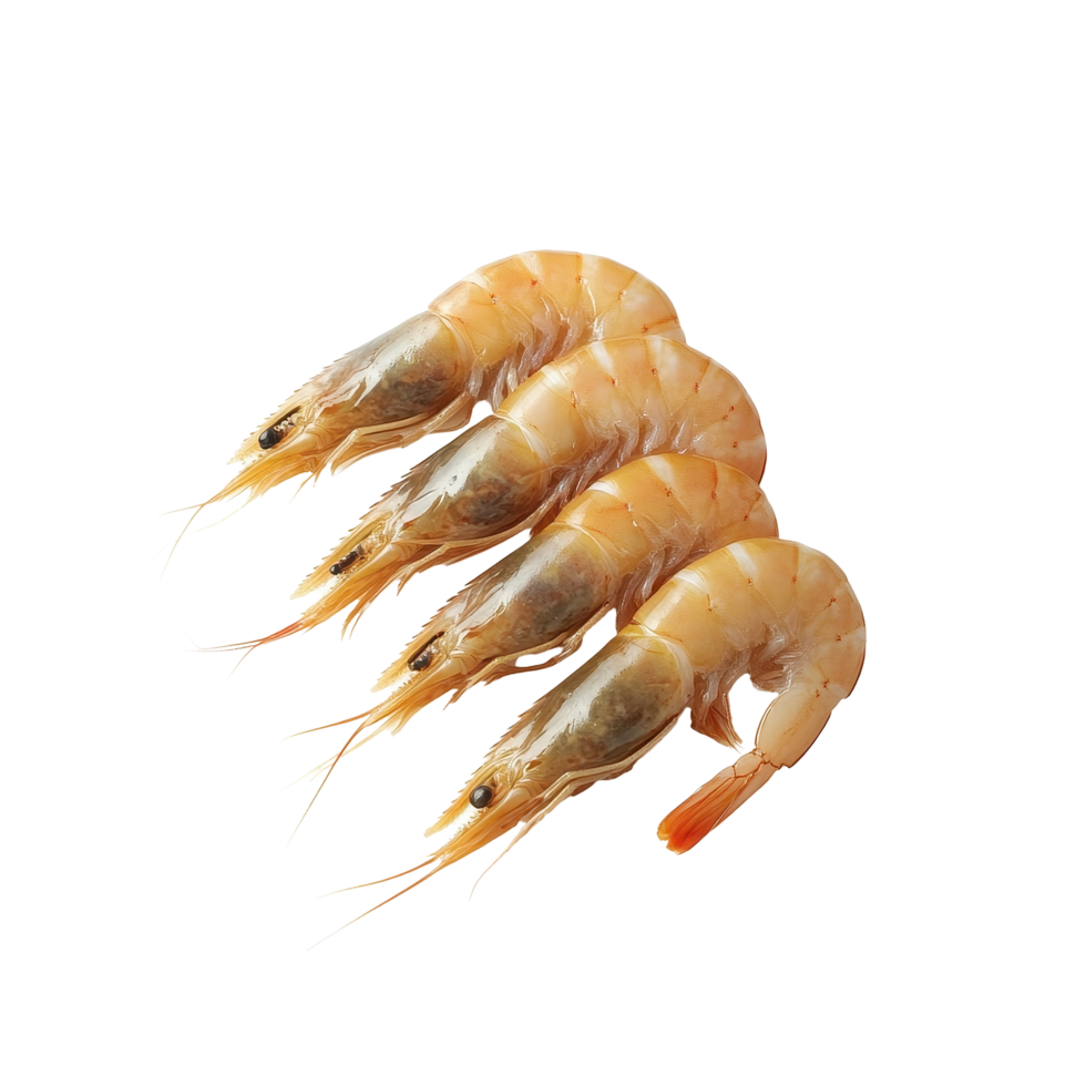 Fresh shrimps showcasing delicate texture and color on a clean Transparent background, ideal for culinary presentation, Shrimps isolated on background png