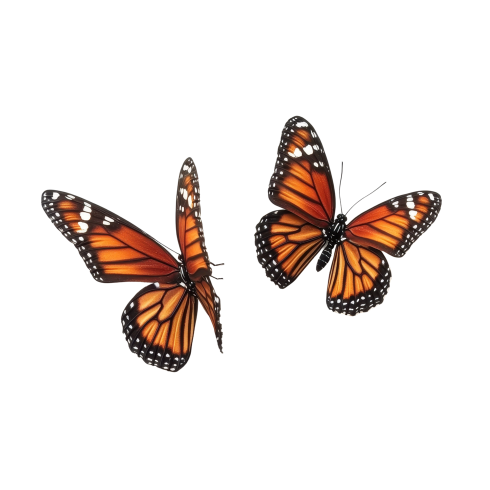 Viceroy butterflies displaying vibrant orange and black patterns against a Transparent background, Viceroy butterflies isolated on background png
