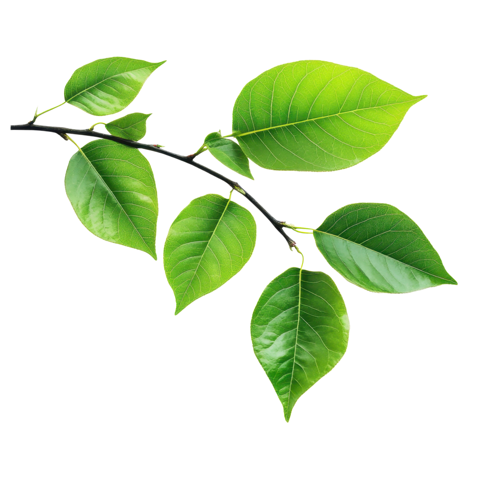 Vibrant green tree leaves isolated on a clean white background showcasing natures beauty and detail, green tree leaves isolated on white background png