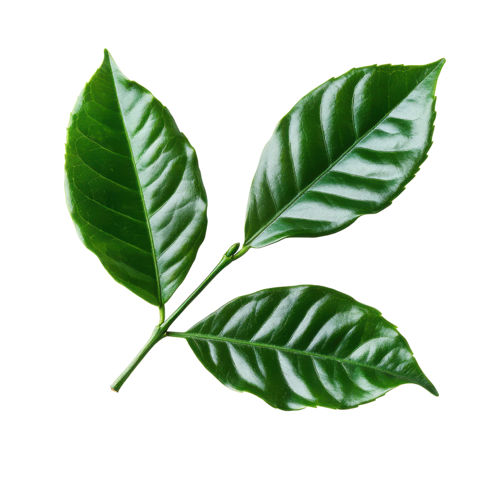 Fresh coffee leaves on Transparent background showcasing vibrant green color and fine texture for botanical study, coffee leaves isolated on background png