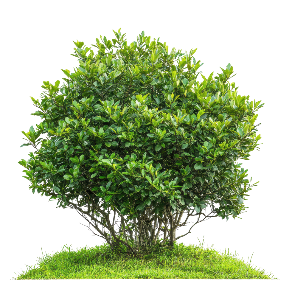 Lush green bushes with vibrant leaves isolated on a Transparent background for design and decor purposes, Isolated image green bushes on background png