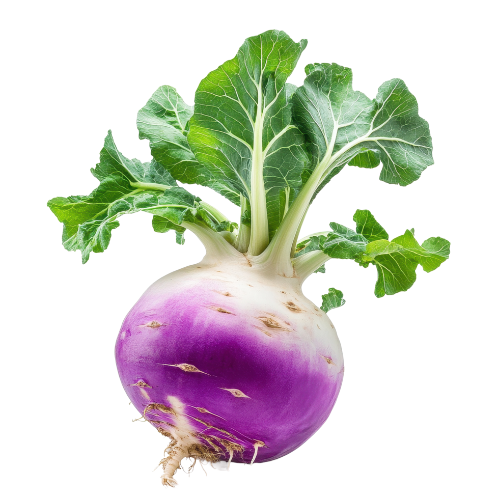 Kohlrabi grows upright showcasing vibrant green leaves and bulbous purple base on a Transparent background, Kohlrabi isolated on background png