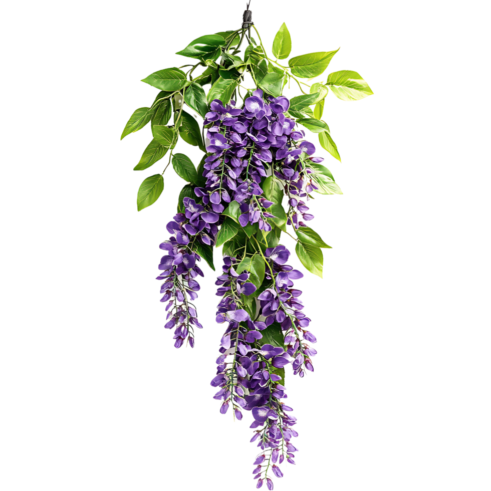A vibrant cluster of hanging flowers with lush green leaves, isolated transparent Background png