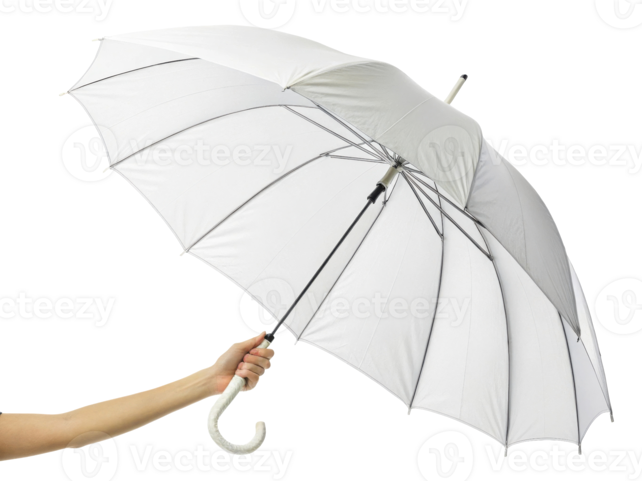 person holding white umbrella with curved handle, showcasing its design and functionality. umbrella is open and displayed against plain background png