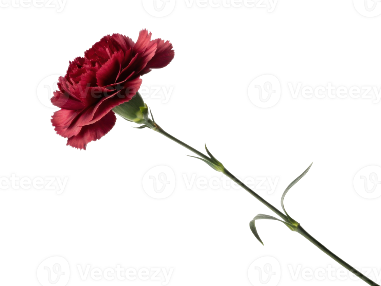 beautiful carnation flower stands elegantly with its vibrant red petals and delicate green stem, symbolizing love and admiration png