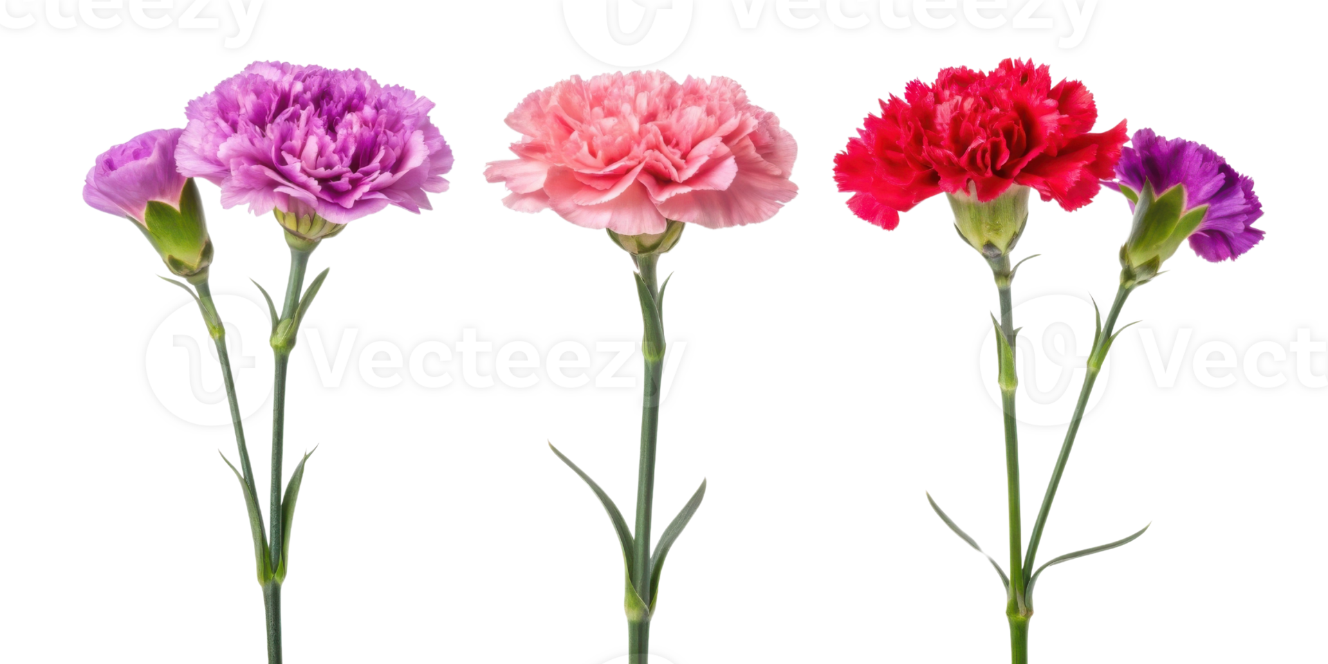 Beautiful carnation flowers in vibrant colors showcase their delicate petals and lush green stems, perfect for any occasion png