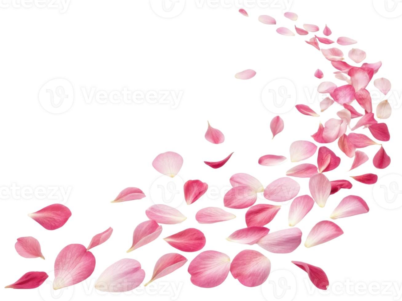 Beautiful carnation flower petals create delicate trail of pink hues that evoke sense of romance and tranquility png