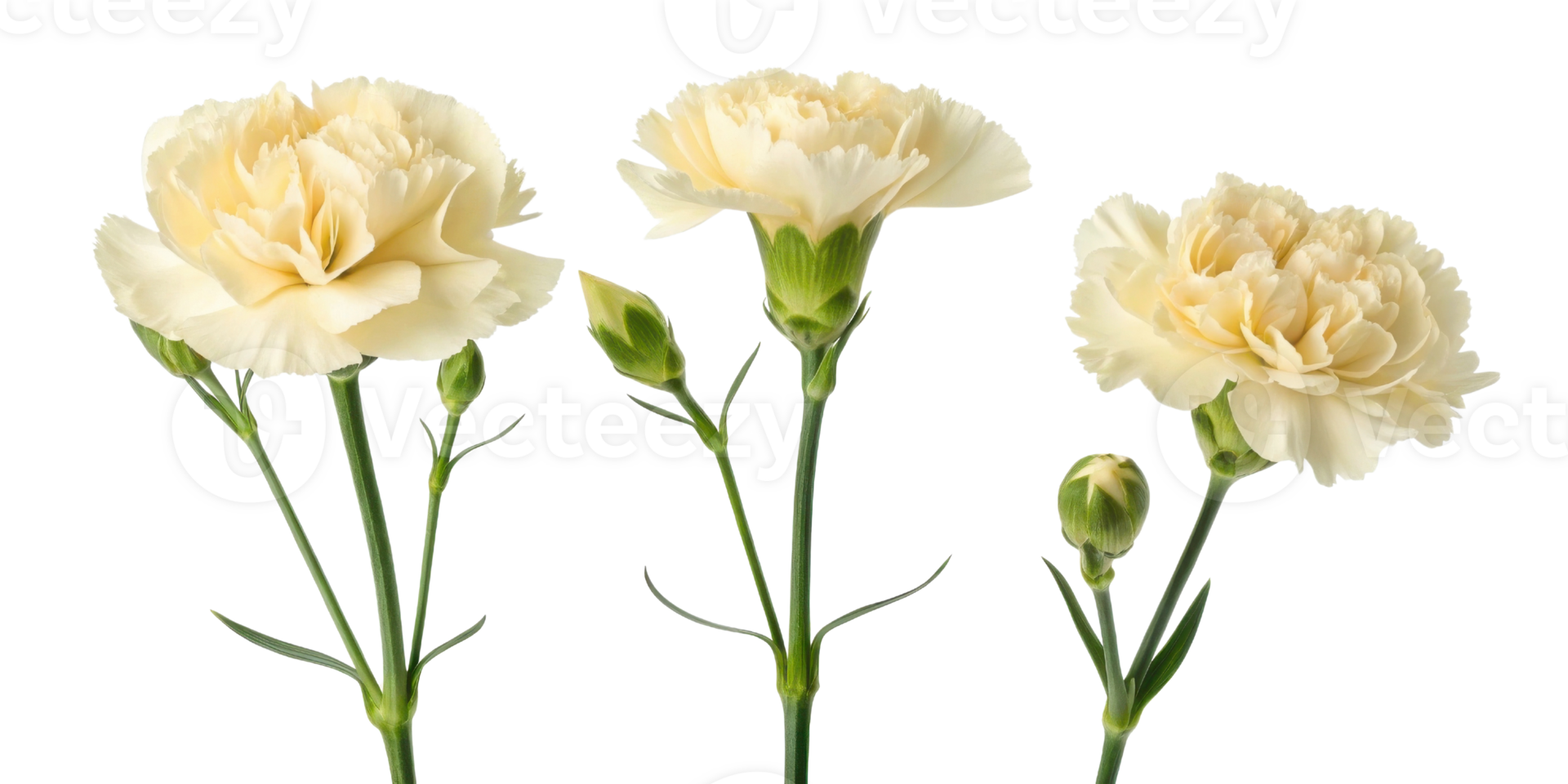 Beautiful carnation flowers in soft cream hues showcase their delicate petals and graceful stems, perfect for any floral arrangement png