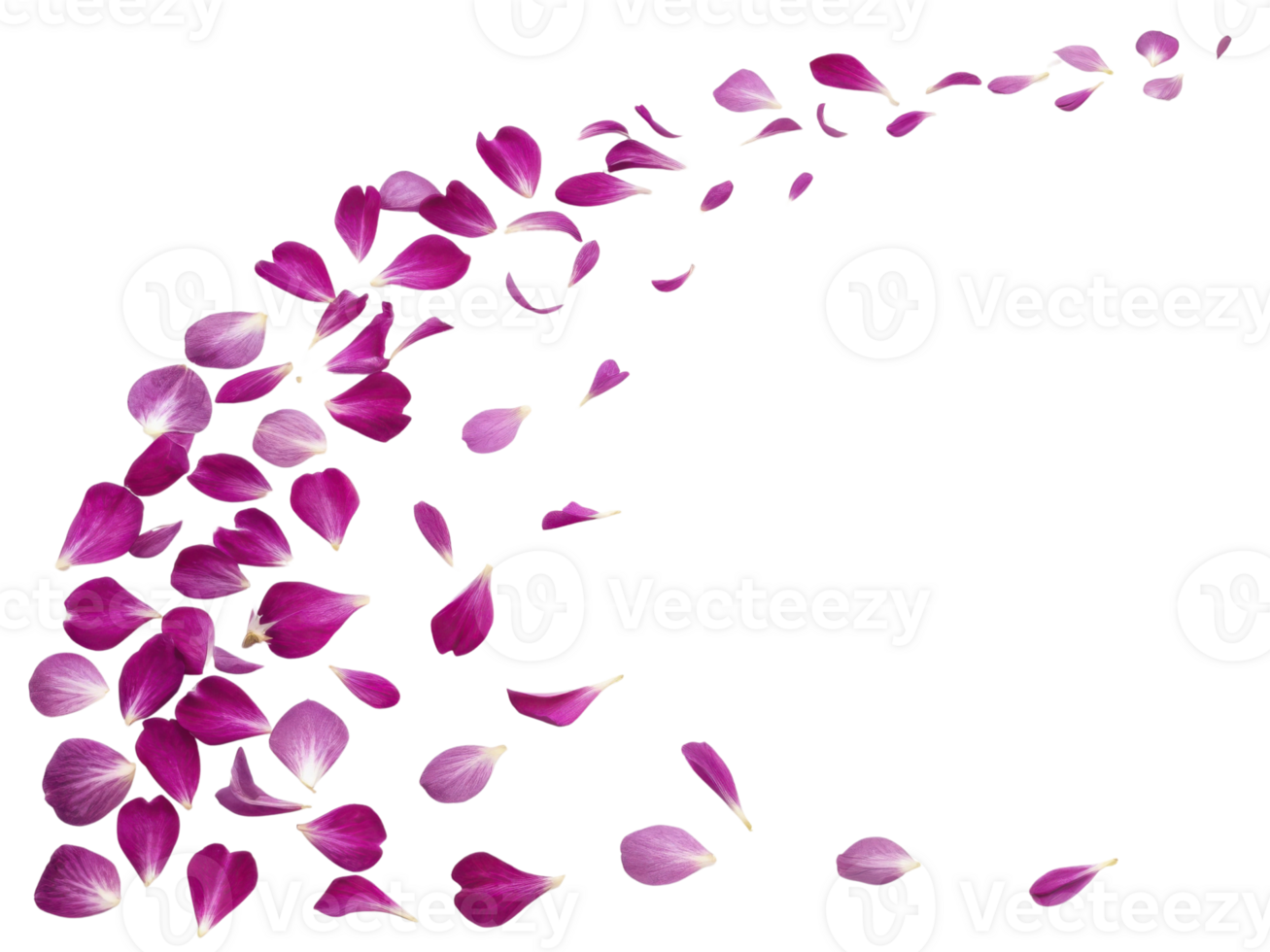 Beautiful pink carnation flower petals gracefully scatter, creating delicate and enchanting visual display png