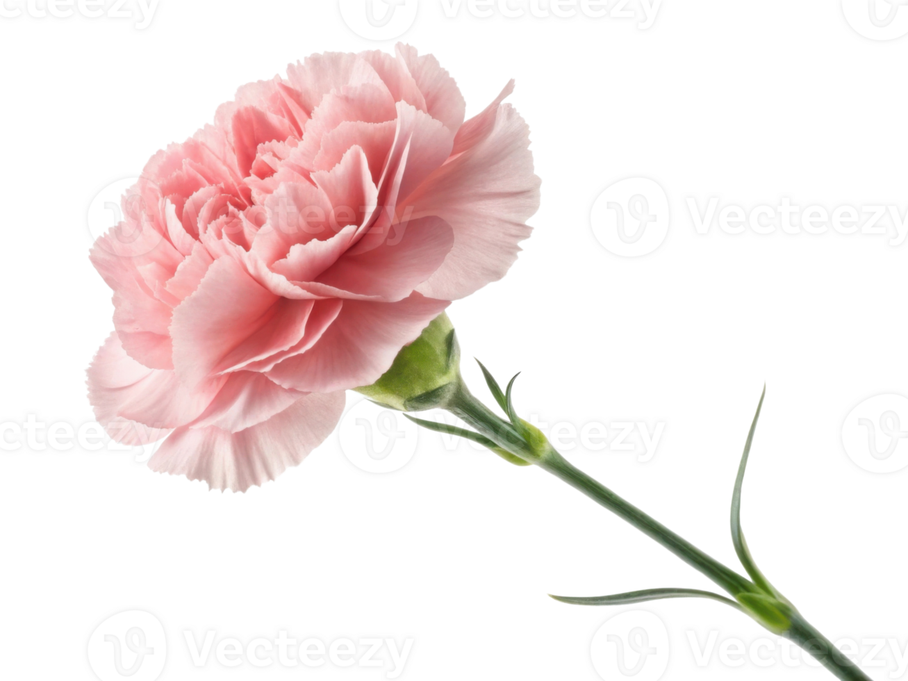 beautiful carnation flower in soft pink hues stands gracefully, showcasing its delicate petals and vibrant green stem png