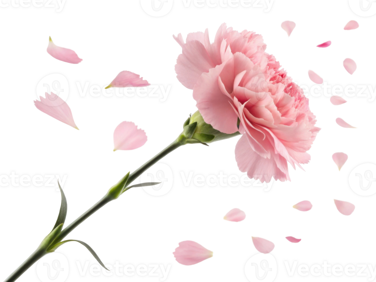 beautiful carnation flower with soft pink petals is gracefully surrounded by falling petals, creating serene and delicate atmosphere png