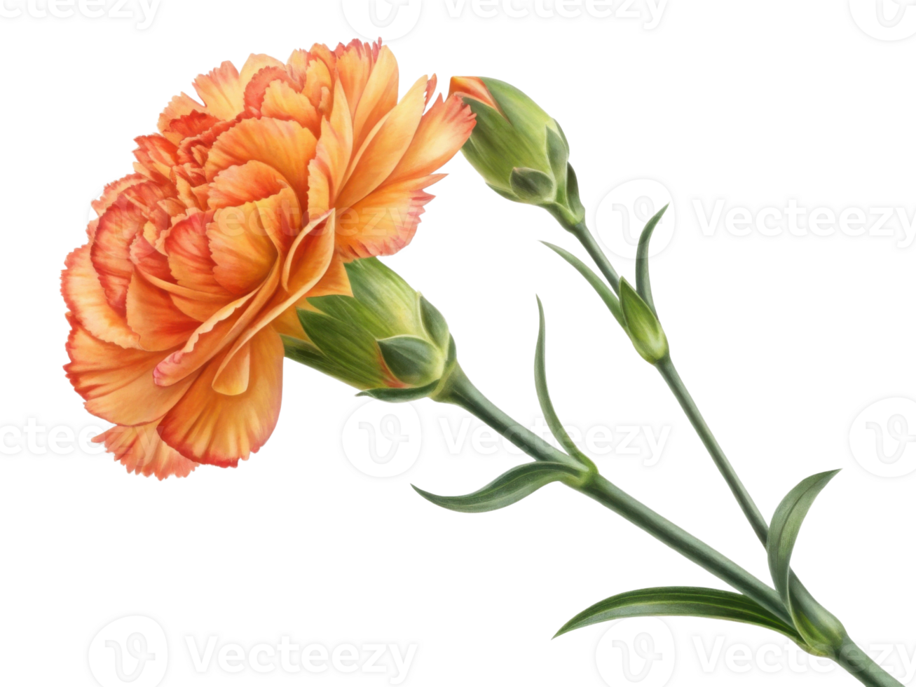 vibrant carnation flower in shades of orange showcases its delicate petals and lush green buds, symbolizing beauty and warmth png
