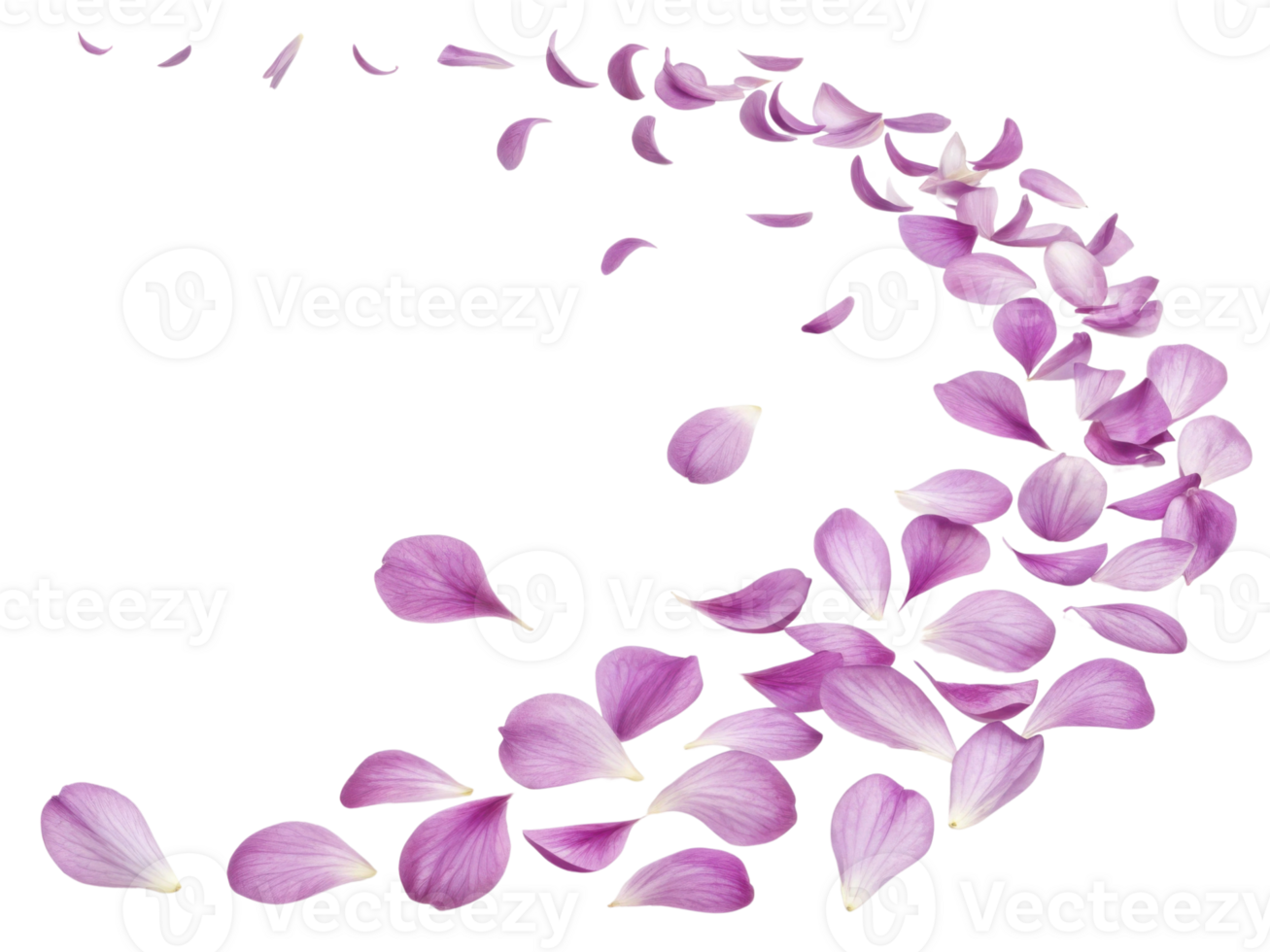 Delicate carnation flower petals gracefully scatter in beautiful swirl, creating serene and calming atmosphere png