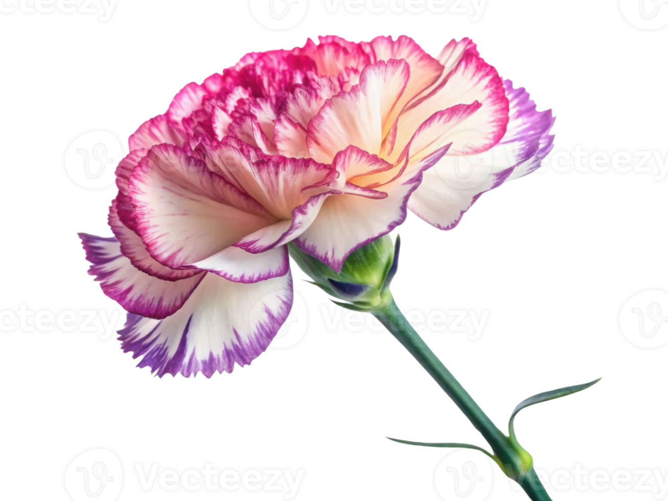 beautiful carnation flower with delicate pink and white petals showcases its vibrant colors and intricate details, perfect for any floral png