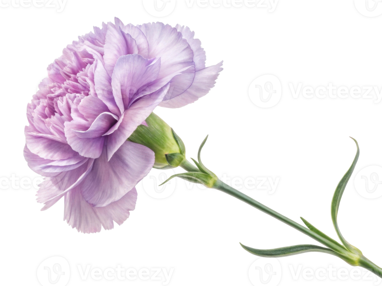 beautiful carnation flower in soft lavender hue showcases delicate petals and slender green stem, perfect for adding elegance to any arrangement png