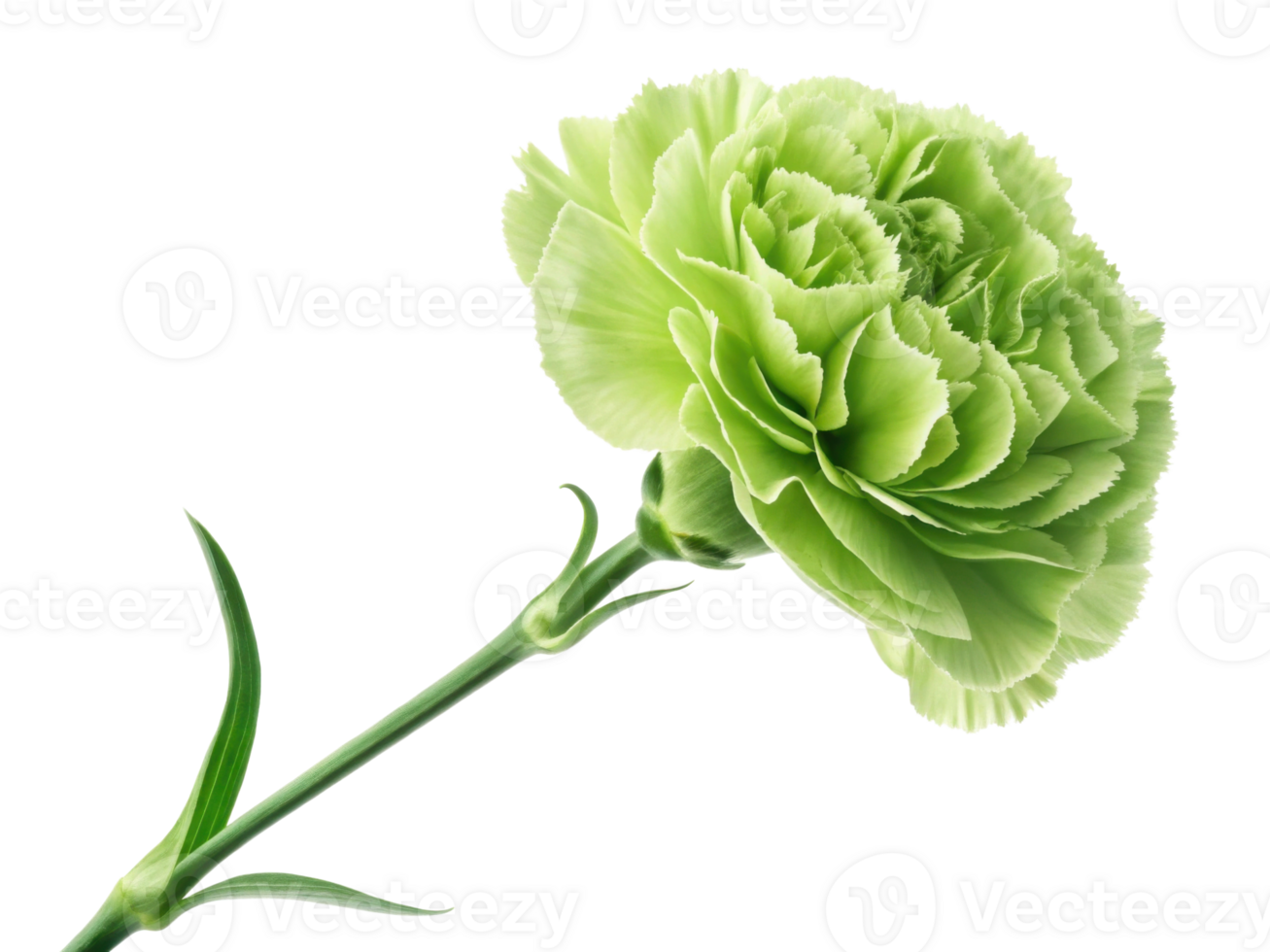 beautiful green carnation flower stands elegantly with its lush petals and vibrant hue, symbolizing freshness and vitality png