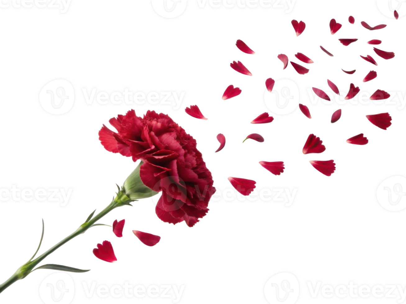 vibrant carnation flower releases its delicate petals, creating beautiful display of nature elegance and charm png