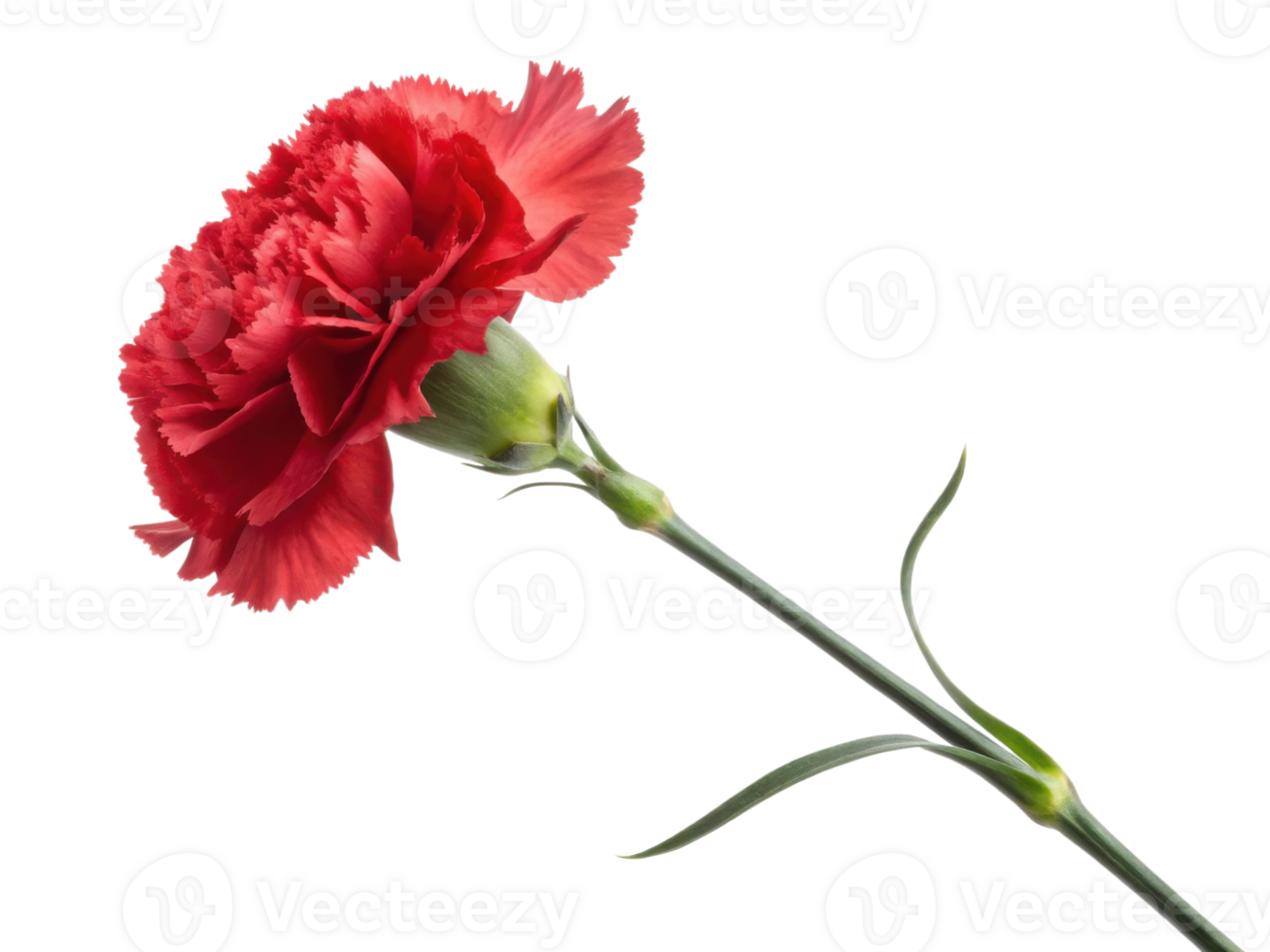 vibrant red carnation flower stands elegantly on slender green stem showcasing its delicate petals and natural beauty png