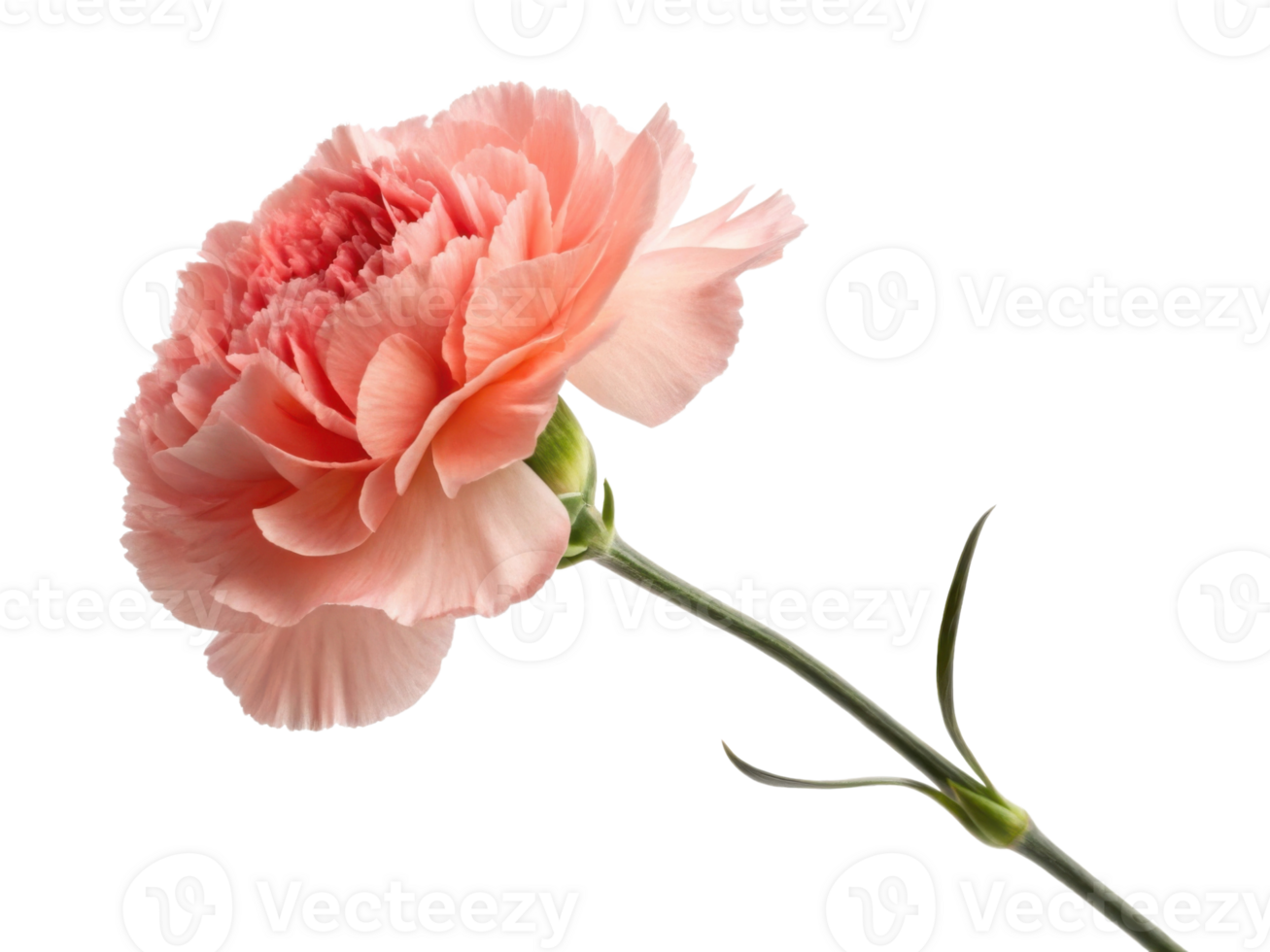 beautiful carnation flower in soft pink hues showcases its delicate petals and graceful stem, evoking sense of elegance and charm png
