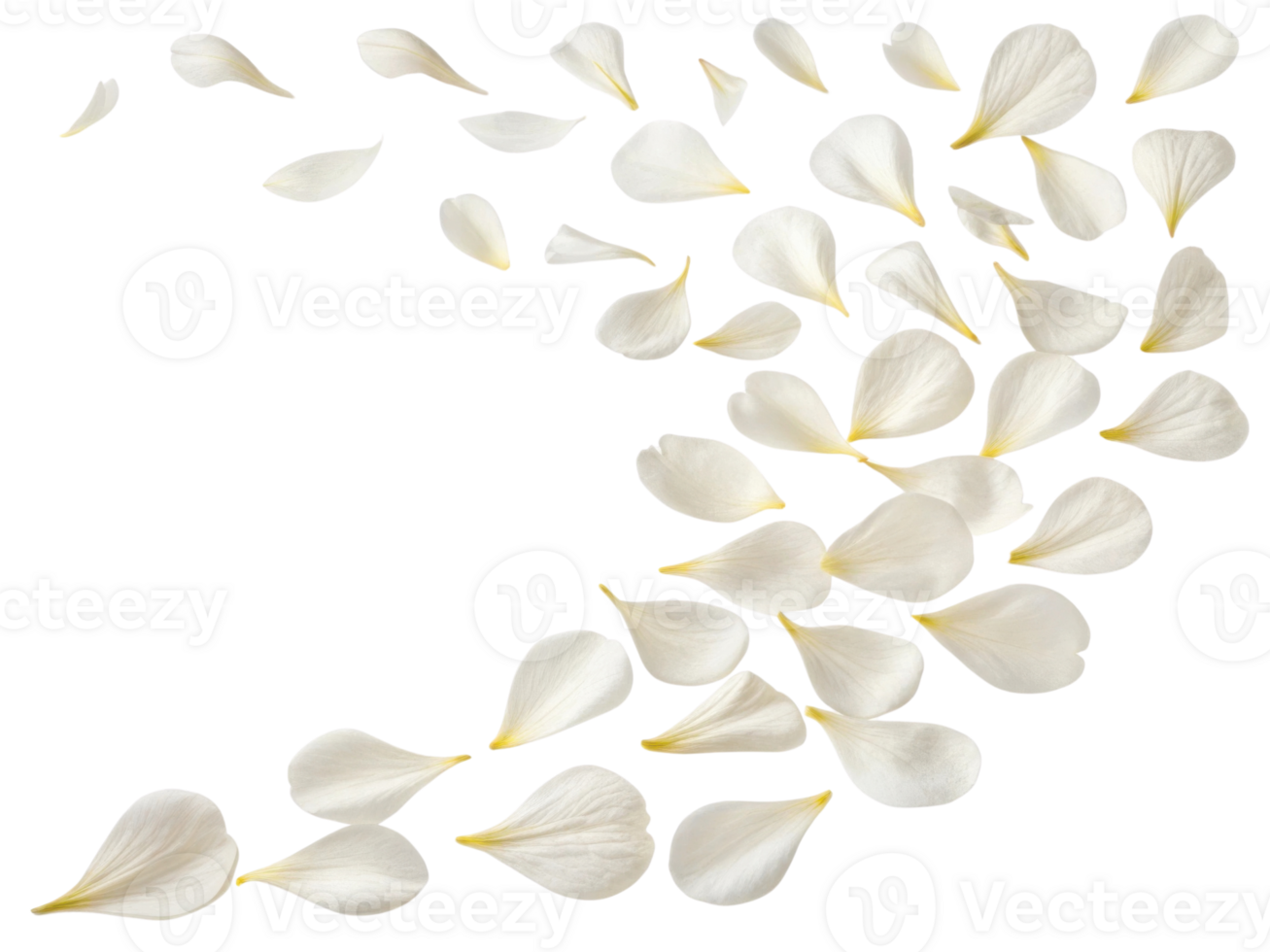 Delicate white petals gracefully scatter, creating serene and beautiful scene that evokes feelings of tranquility and elegance png