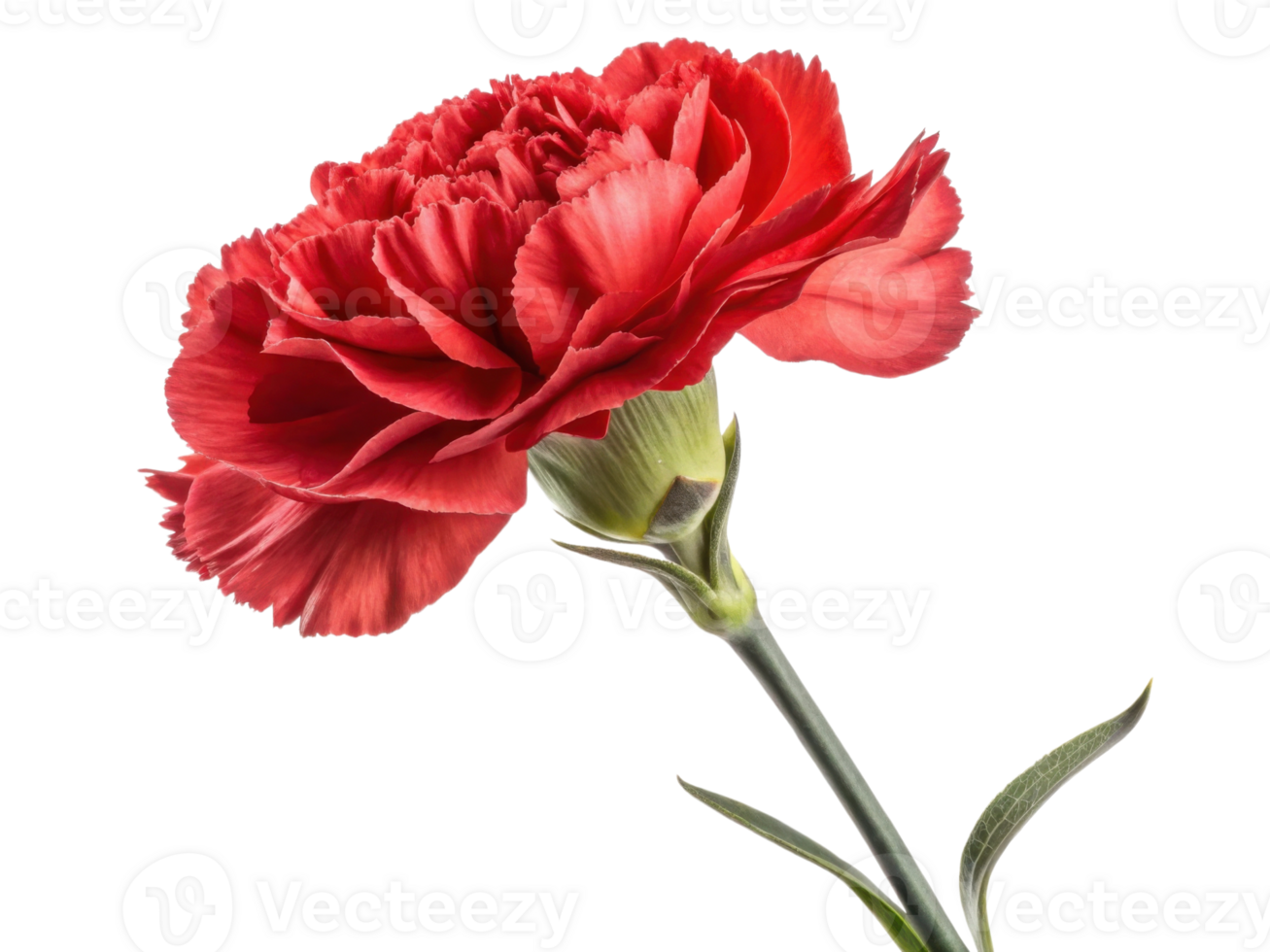 vibrant carnation flower stands tall with its rich red petals showcasing beauty and elegance in nature design png