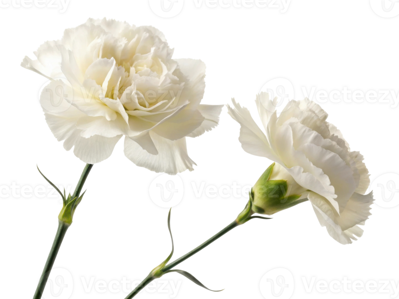 Beautiful white carnation flowers bloom gracefully, symbolizing purity and love, perfect for any occasion png