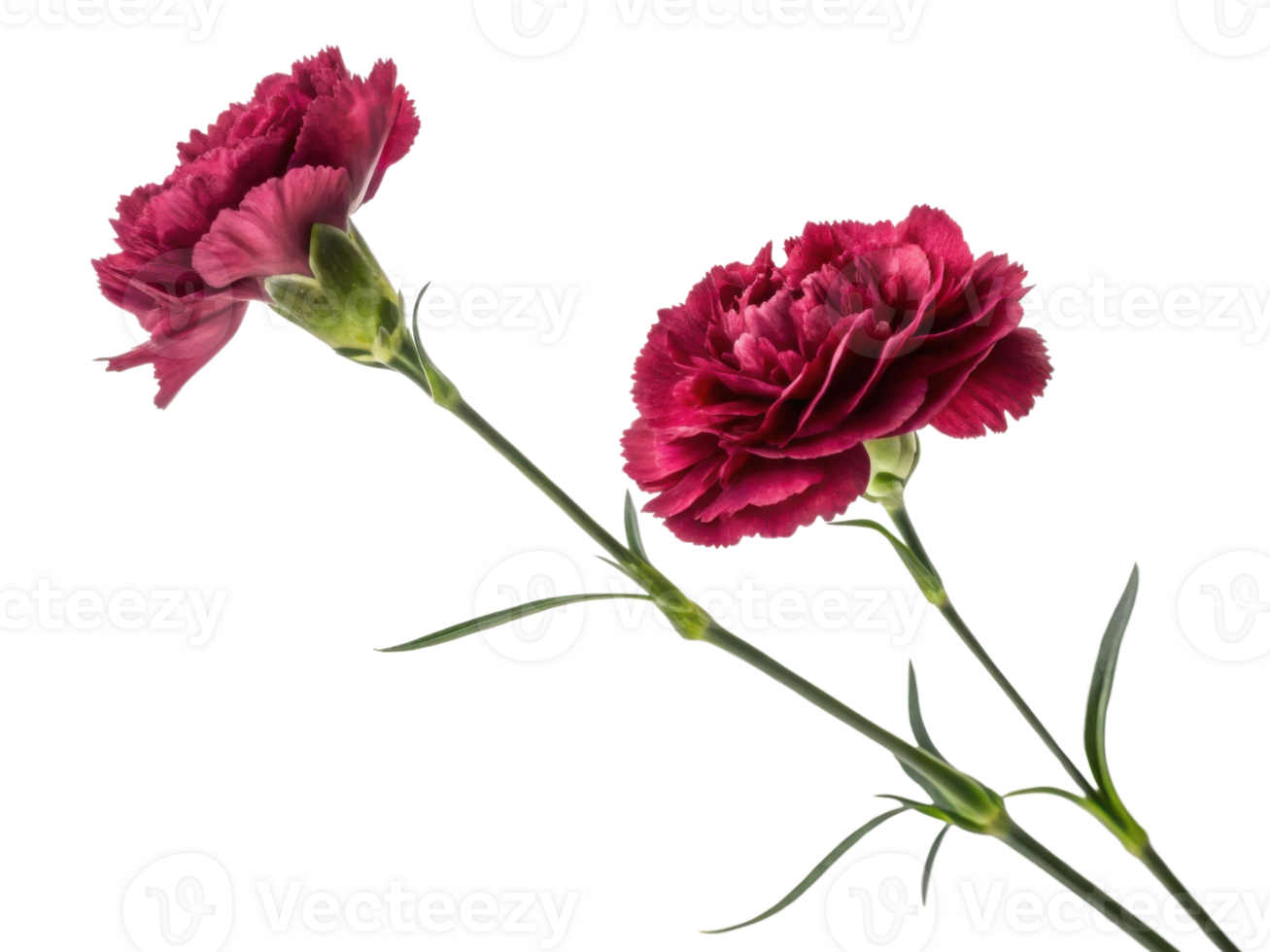 Beautiful carnation flowers in vibrant shades of red showcase their delicate petals and lush green stems, perfect for any floral arrangement png