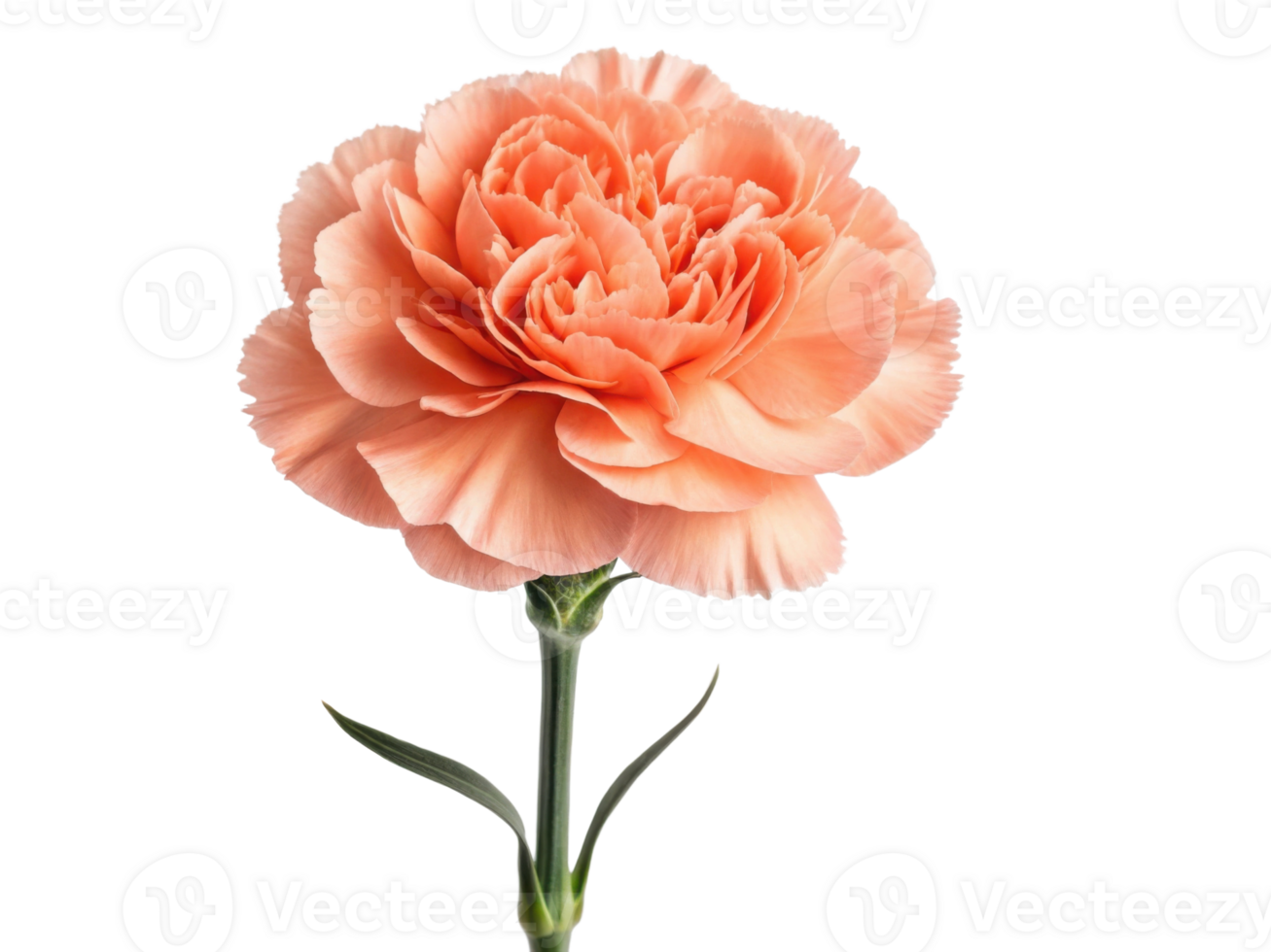 beautiful carnation flower in soft peach color stands gracefully, showcasing its delicate petals and vibrant charm png