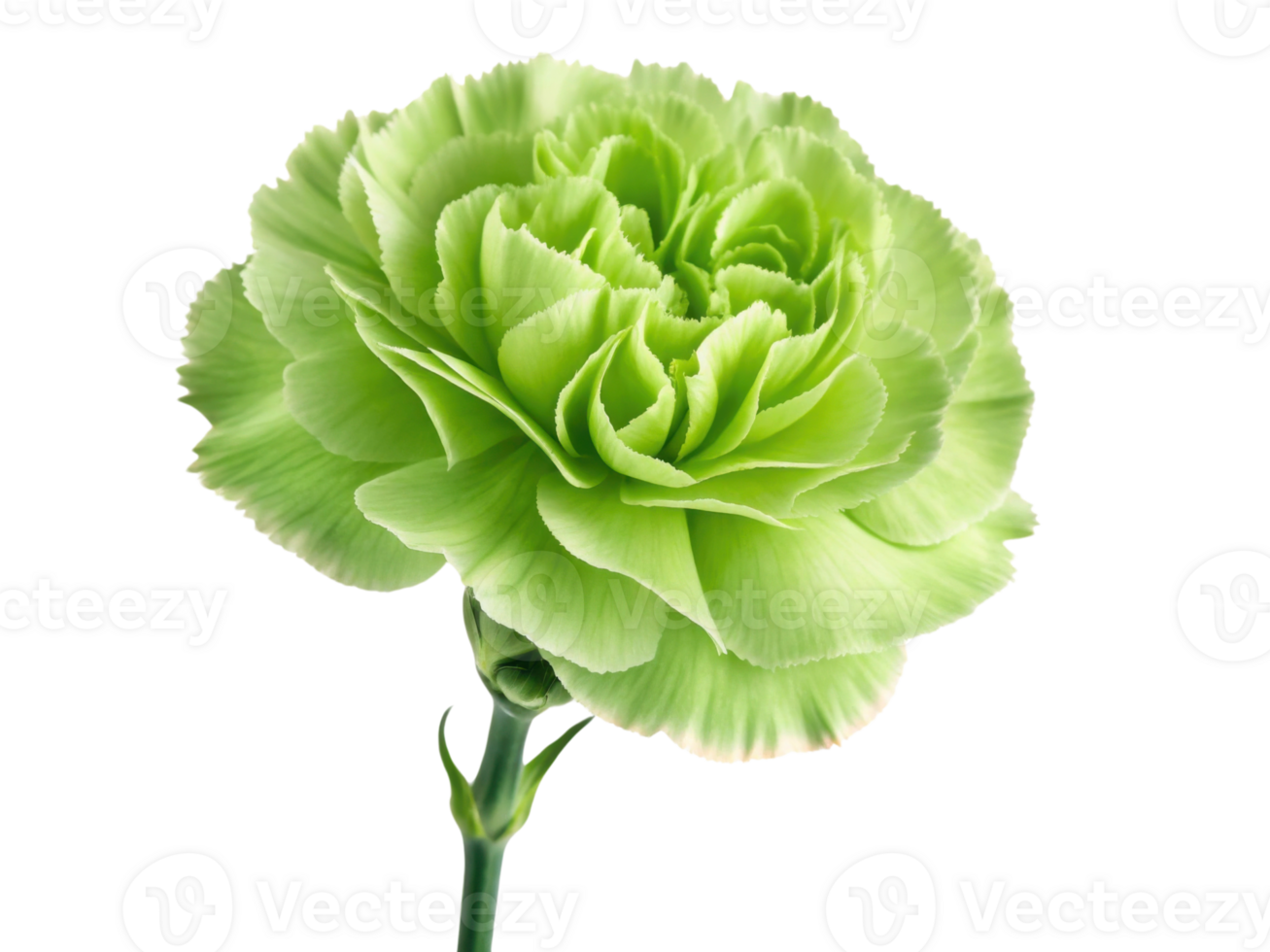 beautiful green carnation flower showcases its vibrant petals and delicate structure, symbolizing freshness and elegance png